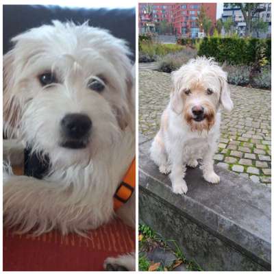 Welpenfotos-Beitrag-Bild