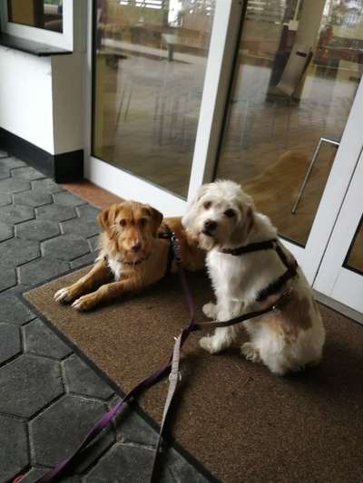 Bester Freund, Hundekumpel - zeigt her!-Beitrag-Bild