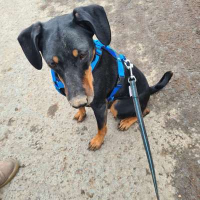 Liebhaber des Deutschen Pinscher gesucht.-Beitrag-Bild