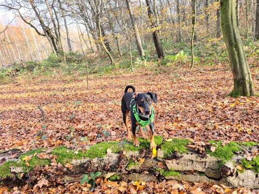 Liebhaber des Deutschen Pinscher gesucht.-Beitrag-Bild