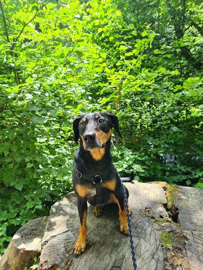 Liebhaber des Deutschen Pinscher gesucht.-Beitrag-Bild