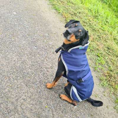 Liebhaber des Deutschen Pinscher gesucht.-Beitrag-Bild
