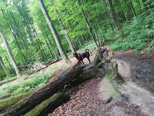 Hundetreffen-Hunderunde im Kreis Unna gesucht.-Bild