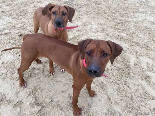 Rhodesian Ridgeback-Beitrag-Bild
