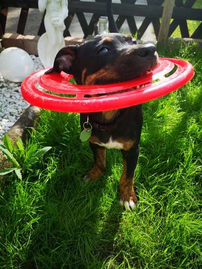 Die Dogorama Wochen Challenge-Beitrag-Bild