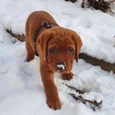 Welpen Bilder !-Beitrag-Bild