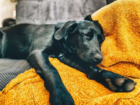 Dogorama Photo Challenge - Hundeblick zum hinschmelzen-Beitrag-Bild