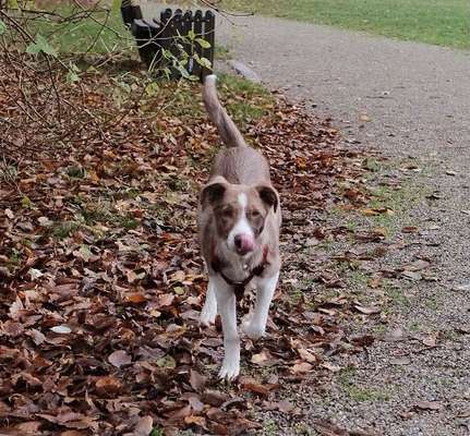Fotochallenge Nr. 59 - Mein Hund zeigt die Zunge-Beitrag-Bild