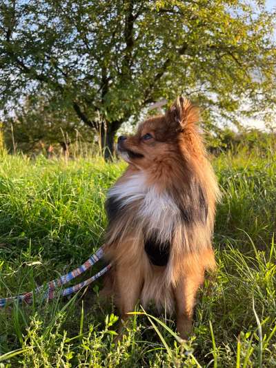 Hundetreffen-Spielpartner gesucht-Bild