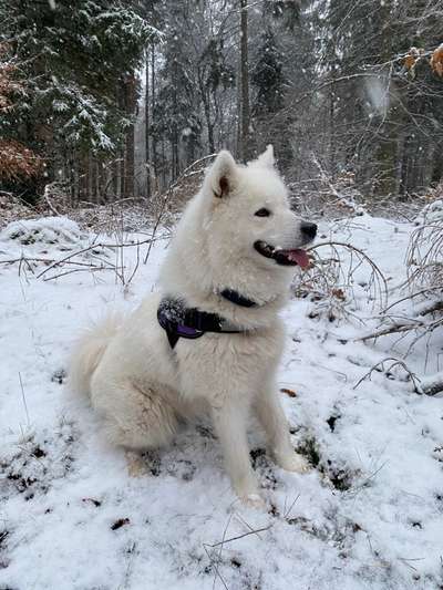 Lebershunt-Beitrag-Bild