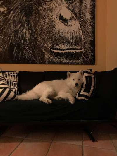 Lebershunt-Beitrag-Bild