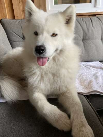 Nordische Hunde-Beitrag-Bild