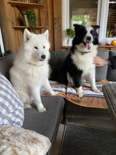 Nordische Hunde-Beitrag-Bild