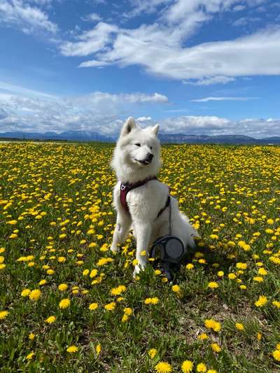 Lebershunt-Beitrag-Bild