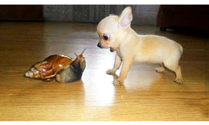 Hunde Memes-Beitrag-Bild