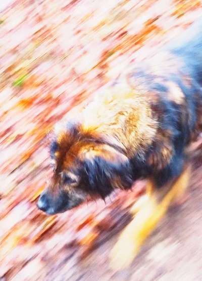 Fotochallenge 66 ~ Rennaction -Zeig deinen Hund im Lauf-Beitrag-Bild