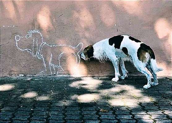 Hunde Memes-Beitrag-Bild