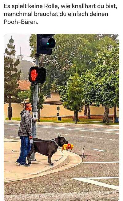 Hunde Memes-Beitrag-Bild