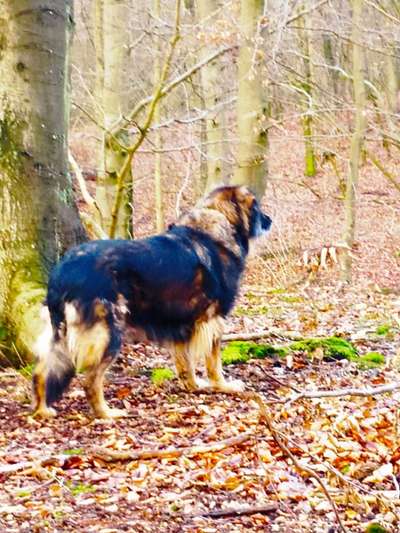 Hunderunde-Beitrag-Bild