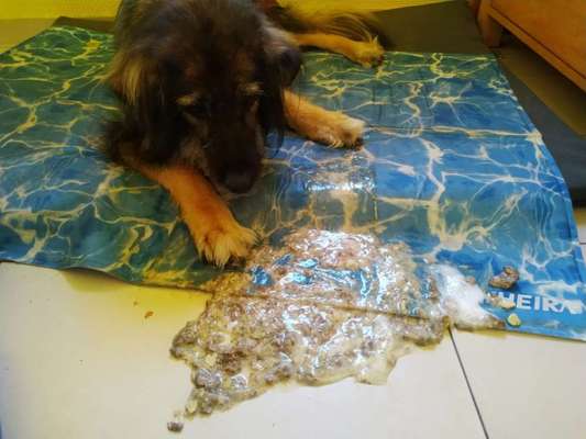 Zeigt her Eure Futternäpfe-Beitrag-Bild