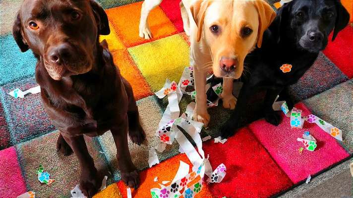 Hunde Memes-Beitrag-Bild