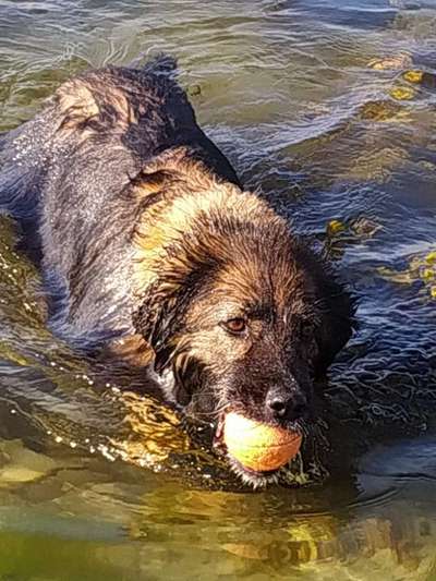 Dogorama Photo Challenge - Lieblingsspielzeug!-Beitrag-Bild