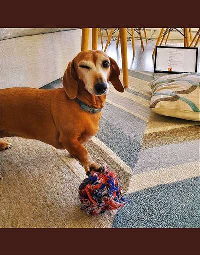 Hunde Memes-Beitrag-Bild