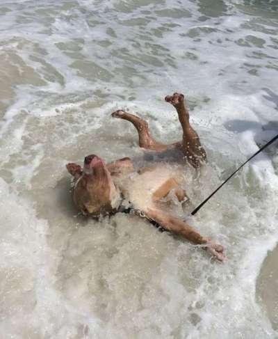 Hunde Memes-Beitrag-Bild