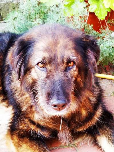 Hunde Memes-Beitrag-Bild