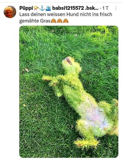 Hunde Memes-Beitrag-Bild