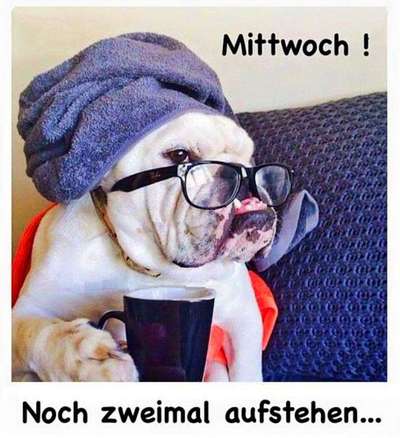 Hunde Memes-Beitrag-Bild