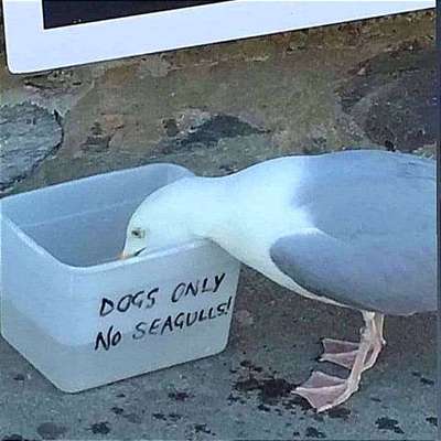 Hunde Memes-Beitrag-Bild