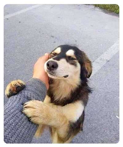 Hunde Memes-Beitrag-Bild