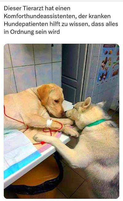 Hunde Memes-Beitrag-Bild