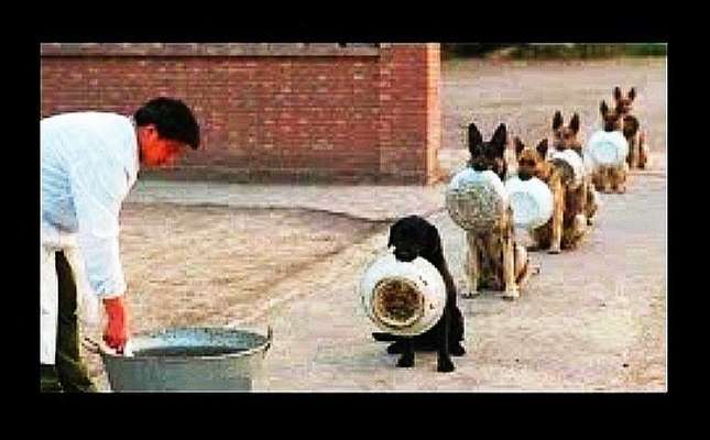 Hunde Memes-Beitrag-Bild