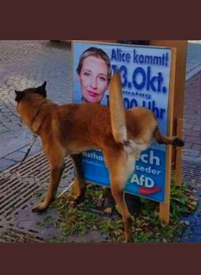 Hunde Memes-Beitrag-Bild
