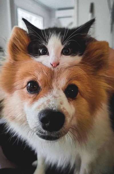 Hunde Memes-Beitrag-Bild