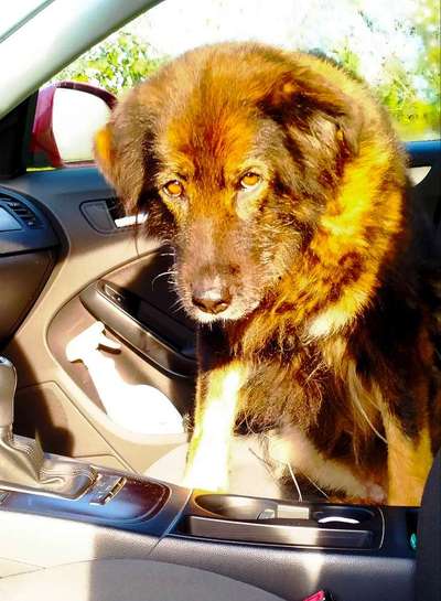FOTOCHALLENGE 70 - Dein Hund im Auto-Beitrag-Bild
