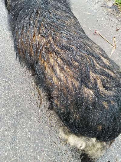 Darf der Hund bei Euch im Bett schlafen?-Beitrag-Bild