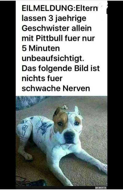 Hunde Memes-Beitrag-Bild
