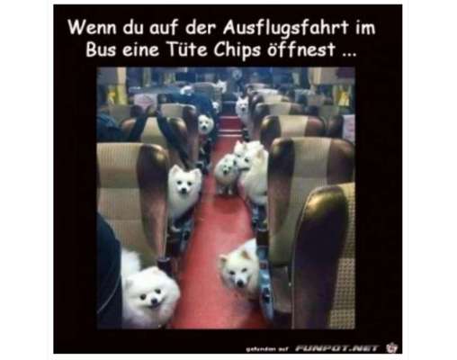 Hunde Memes-Beitrag-Bild