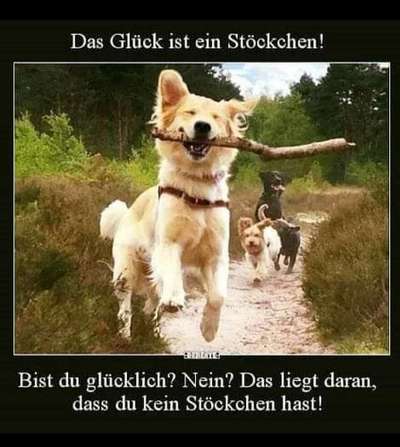 Hunde Memes-Beitrag-Bild