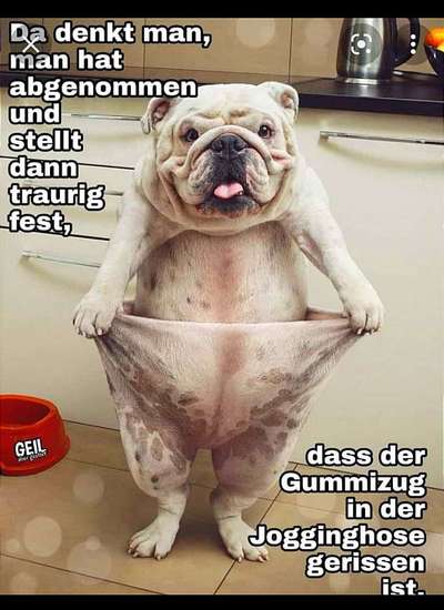 Hunde Memes-Beitrag-Bild