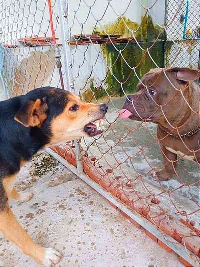 Hunde Memes-Beitrag-Bild