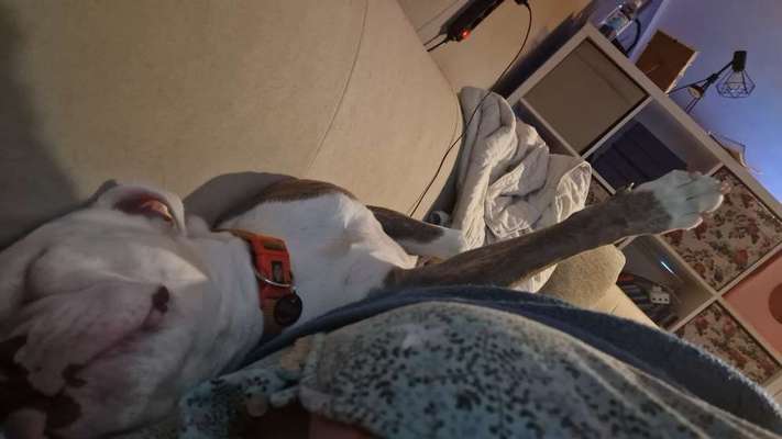 Vertrauen zwischen Hund und Halter-Beitrag-Bild