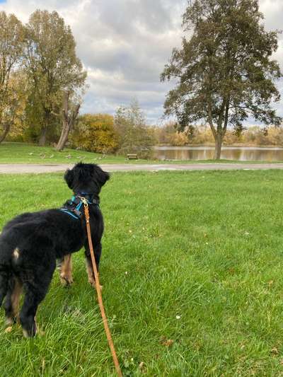 Hundetreffen-Welpentreffen in Lohfelden-Bild