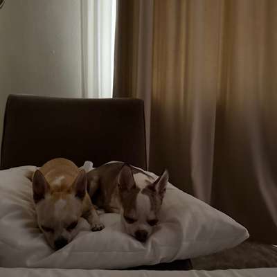 Hundetreffen-Treffen mit Juna und Rocky-Bild