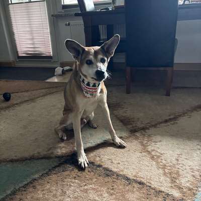 Hundetreffen-Seniorentreffen-Bild