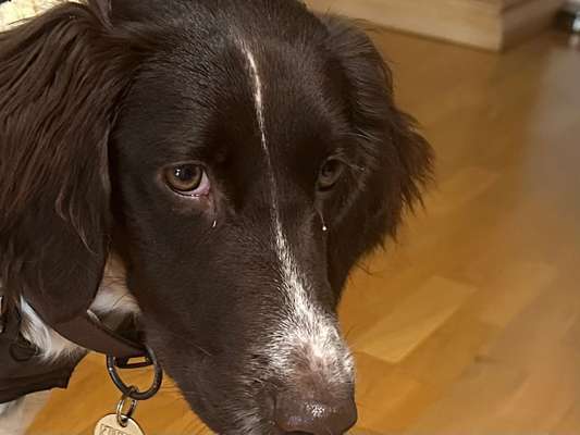 Kleiner Münsterländer!-Beitrag-Bild