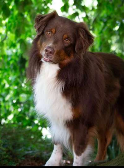 Wo sind die Aussies??-Beitrag-Bild